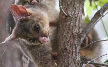 Protecting Your Home from Urban Pests: Possums and Rats Explained