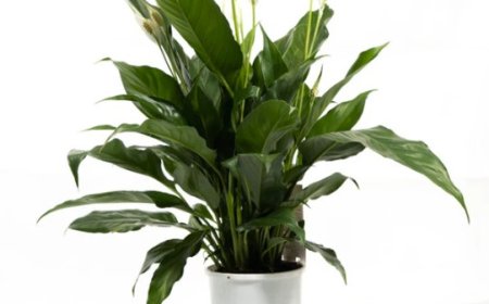 Low-Light Indoor Plants South Melbourne Apartments Will Love