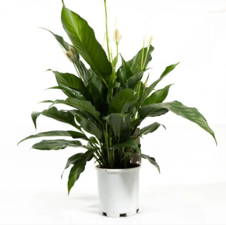 Low-Light Indoor Plants South Melbourne Apartments Will Love