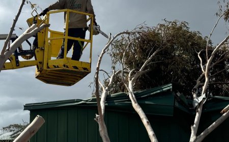 Crane-Assisted Tree Removal Explained: Benj Geerling’s Efficient Approach