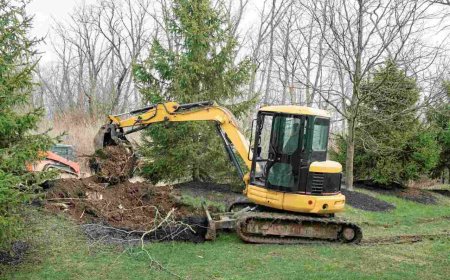 The Ultimate Guide to Tree Removal: When, Why, and How to Remove a Tree Safely