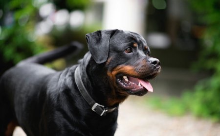 Most Aggressive Dog Breeds: Understanding Mean and Dangerous Dogs