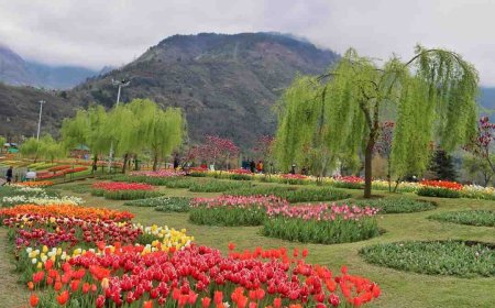 Best Srinagar Local Sightseeing Guide in a Simple Itinerary