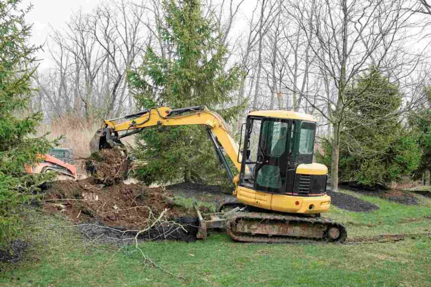 The Ultimate Guide to Tree Removal: When, Why, and How to Remove a Tree Safely